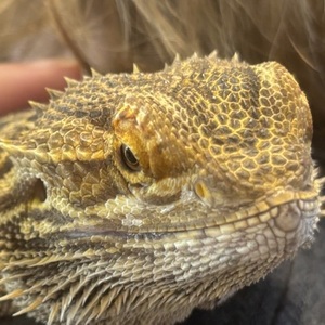 Reptiles